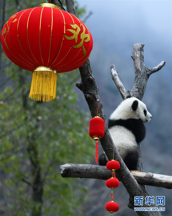 这是1月17日在中国大熊猫保护研究中心卧龙神树坪基地拍摄的大熊猫宝宝