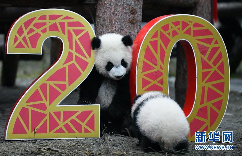 这是1月17日在中国大熊猫保护研究中心卧龙神树坪基地拍摄的大熊猫宝宝