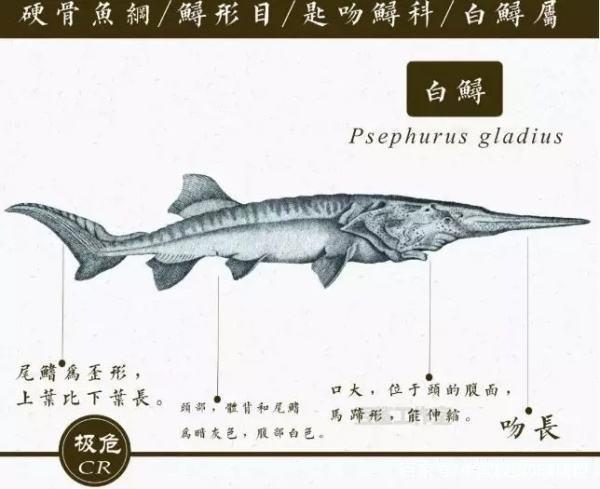 “淡水鱼之王”长江白鲟宣告灭绝 专家：结论科学