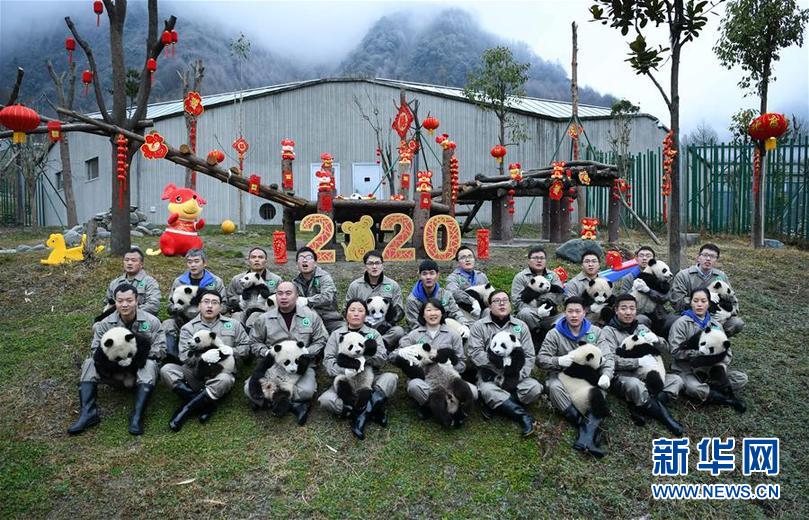 1月17日，在中国大熊猫保护研究中心卧龙神树坪基地，工作人员和大熊猫宝宝合影。