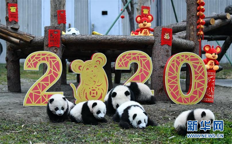 1月17日在中国大熊猫保护研究中心卧龙神树坪基地拍摄的大熊猫宝宝