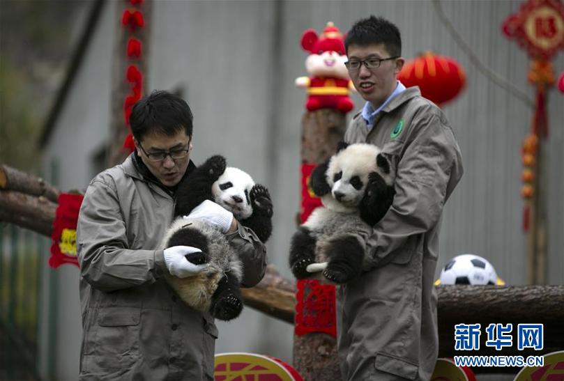1月17日，在中国大熊猫保护研究中心卧龙神树坪基地，工作人员抱着大熊猫宝宝与游客见面