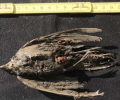 科学家发现被冷冻了约46000年的古代鸟类遗骸