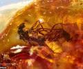 激情坟墓：琥珀中发现4100万年前一对正交配的苍蝇