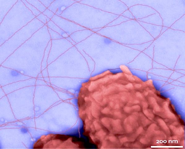 数以百计的Geobacter细菌聚集在一起，因此它们可以将多余的电子倾倒到称为巨型线的“呼吸管”中，称为纳米线（红色）
