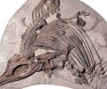 史前“海龙”化石在英吉利海峡被发现