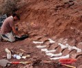 ​阿根廷出土9800万年前的恐龙化石 或属于有史以来最大的陆地动物