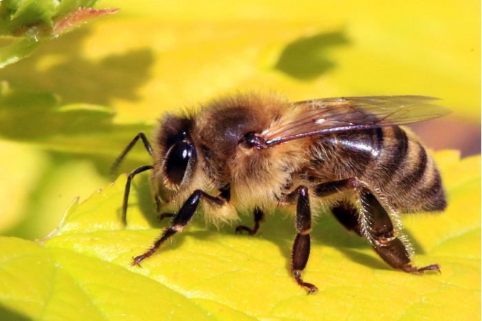 蜜蜂为何消失得那么快？跟人类过度依赖杀虫剂有关