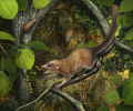最古老的灵长类动物化石表明其祖先曾和恐龙一起生活