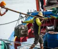 中国拒收1000个集装箱的印度虾