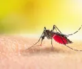 WHO 核可世界第一款疟疾疫苗