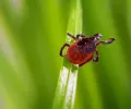 缅因州报告死于罕见的蜱传病毒