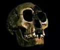 新的有争议的书声称人类“霍比特人”祖先可能藏在印度尼西亚