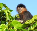 婆罗洲有一只杂交的“神秘猴子”，研究人员担心