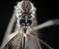 蚊子是如何嗅出人类来咬人的？