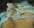 在章鱼和鱿鱼中发现的“令人难以置信”的混乱基因组，这可以解释他们的聪明才智