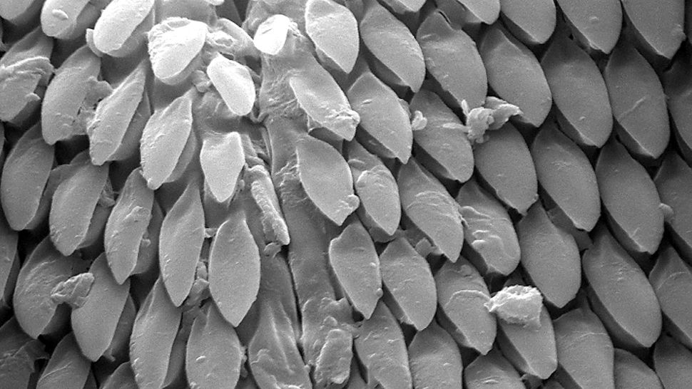 这张扫描电子显微照片 (SEM) 向我们展示了美国狗蜱 (Dermacentor variabilis) 口腔部分的放大图，放大了 3,000 倍以上。 （图片来源：史密斯收藏/加多/盖蒂图片社）