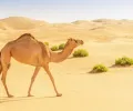 骆驼在沙漠里吃什么？