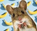 雄性老鼠害怕香蕉？这就是为什么