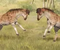 在中国发现的短颈长颈鹿亲戚。它用它的头盔头来抨击对手