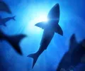 大白鲨可能导致巨齿鲨灭绝