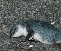 数百只世界上最小的企鹅神秘地被冲死了。是什么杀死了他们？