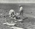 70年后重新发现失落的化石“宝库”