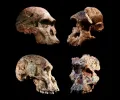 南非化石可能改写人类进化史