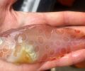 奇怪的半透明“果冻鱼”从阿拉斯加冰冷的深处拉上来