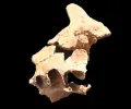 140万年前的颚骨可能属于欧洲已知最古老的人类亲属