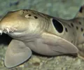 “行走的鲨鱼”被拍到视频，震惊科学家