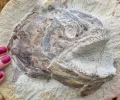 “从未见过这样的东西”：在英国农场发现的保存完好的侏罗纪鱼类化石