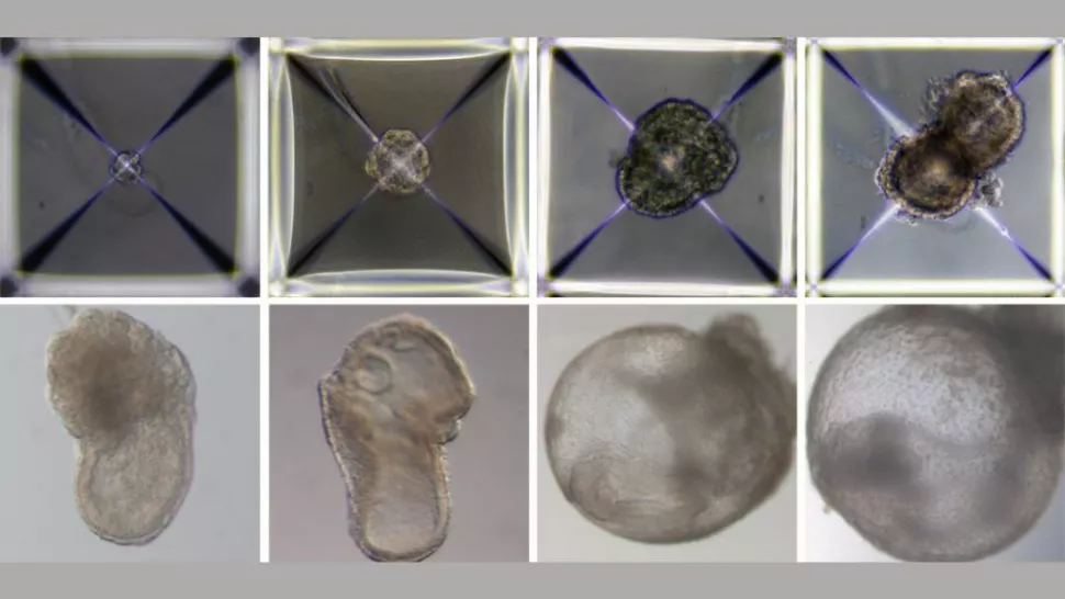 研究人员开发了合成的小鼠胚胎，在生长的第 1 天（左上）和第 8 天（右下）之间，形成了一个跳动的心脏、一个新兴的血液循环、一个大脑、一个神经管和一个肠道。 （图片来源：魏茨曼科学研究所）