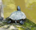 海龟真的可以用屁股呼吸吗？