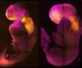 实验室制造的老鼠胚胎长出了大脑和跳动的心脏，就像真实的东西一样