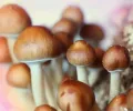 试验发现“神奇蘑菇”迷幻药可以治疗酒精成瘾