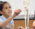人体最大的骨头是什么？ （最小的呢？）