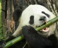 欧洲最后一只大熊猫是连竹子都吃不下的弱者