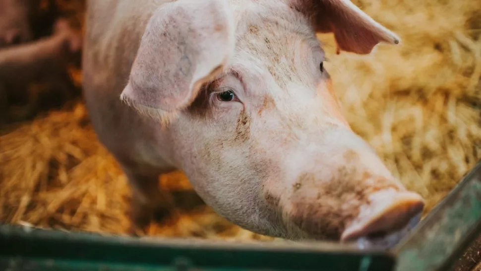 科学家们使用一种名为 OrganEx 的系统来恢复死猪的细胞功能。 （图片来源：凯瑟琳瀑布商业通过 Getty Images）