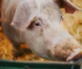 科学家在猪死后一小时复活了猪的细胞，这是一个潜在的器官移植突破