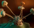 亚马逊“僵尸”真菌穿过苍蝇的身体
