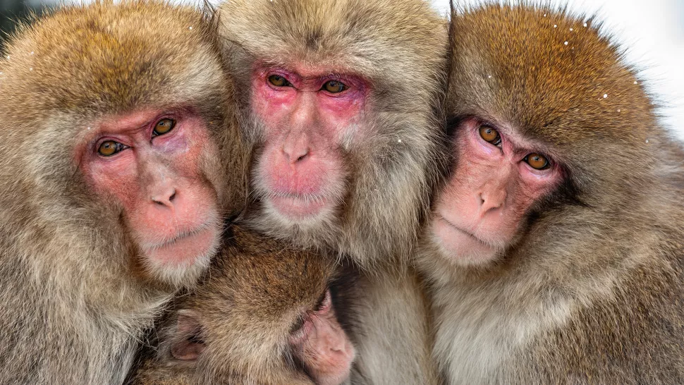 日本猕猴（Macaca fuscata）在日本山口市对人进行了50多次袭击（照片中的猕猴与最近的暴力事件无关）。 （图片来源：USO/iStock/Getty Images Plus）