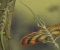 古代“龙”是地球上最早的滑翔爬行动物