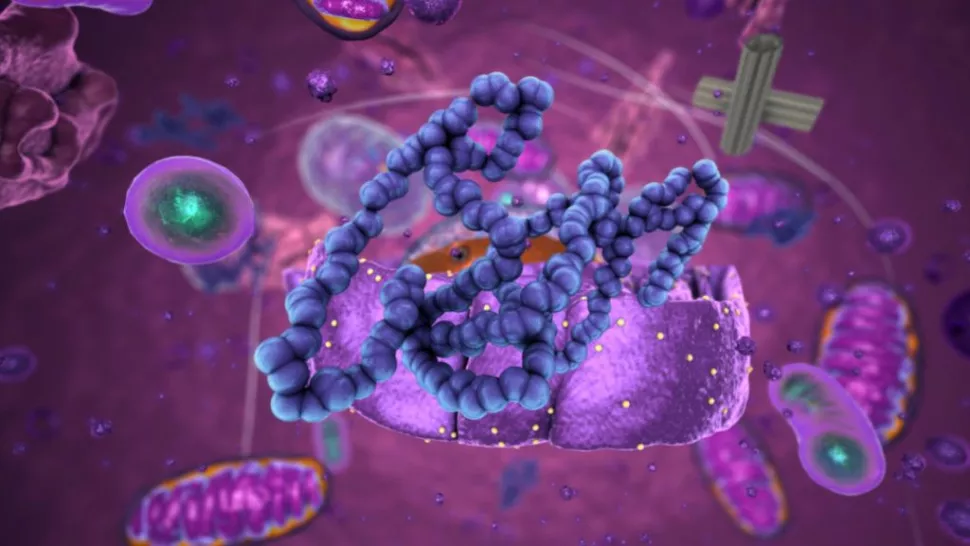 核糖体（浅紫色图片）从称为氨基酸的构件中组装出新的蛋白质。 （图片来源：CHRISTOPH BERGSTEDT/SCIENCE PHOTO LIBRARY via Getty Images）