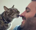 猫为什么会舔？