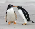 企鹅真的是一夫一妻制吗？