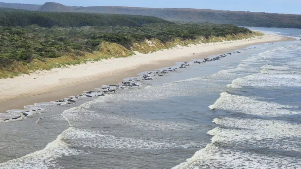 200多头领航鲸搁浅在塔斯马尼亚西部的海滩上。 （图片来源：NRE Tas 提供）