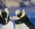 在“奇怪的行为”中，新西兰企鹅产下一个蛋，拒绝它，然后再下一个，现在，科学家们知道原因了