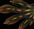 发光的胚胎壁虎手和超凡脱俗的粘菌在赢得显微镜照片时惊叹不已
