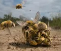 嗡嗡作响的蜜蜂、覆盖着精子的海星震惊了年度野生动物摄影师的评委